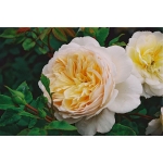 Crocus Rose / Крокус Роуз